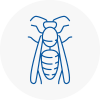 Waterlooville Wasp Nest Removal